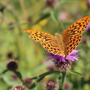 Irish Wildflower Seeds