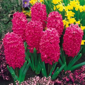 Hyacinth Bulbs