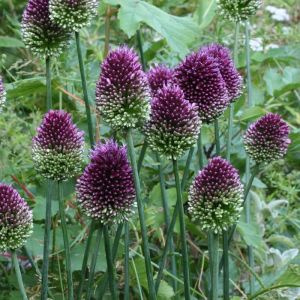 Allium Bulbs