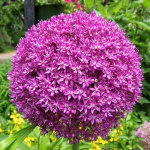 Allium Bulbs