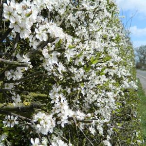 Blackthorn Hedging