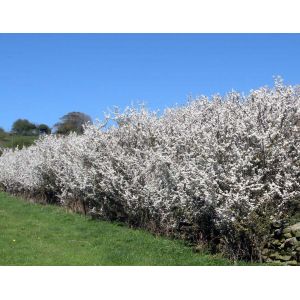 Blackthorn Hedging