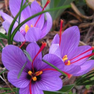 Crocus Bulbs