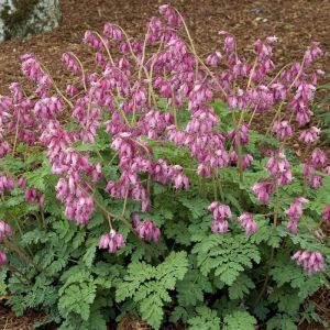 Dicentra Plant