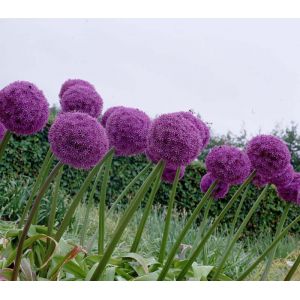 Allium Bulbs