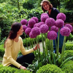 Allium Bulbs