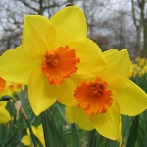 Dwarf Daffodil Bulbs