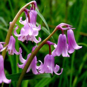 Pink Bluebell Bulbs