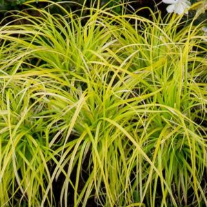 Carex Grass Plants