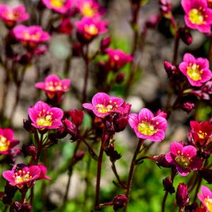 Saxifraga Plants