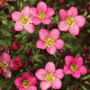 Saxifraga Plants