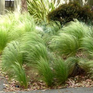 Stipa Plants