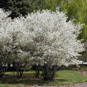 Amelanchier Tree