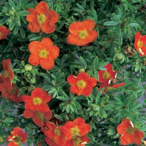 Potentilla Plants