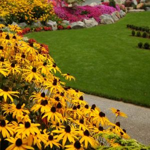 Rudbeckia Plant