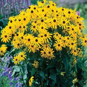 Rudbeckia Plants