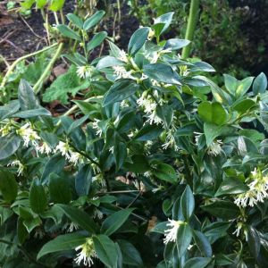 Sarcococca Plant