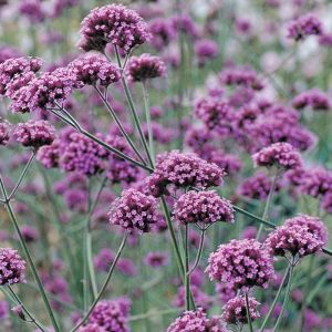 Verbena Plants