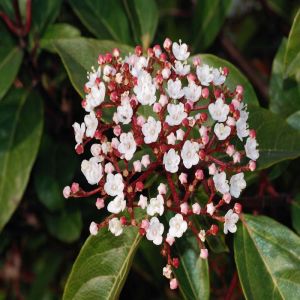 Viburnum Plant