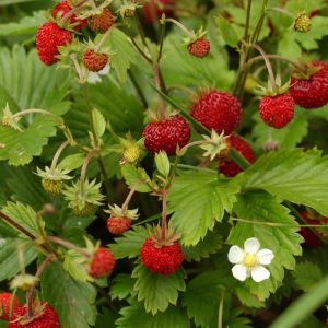 Alpine Strawberry Plants