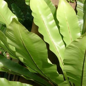 Asplenium Fern Plant