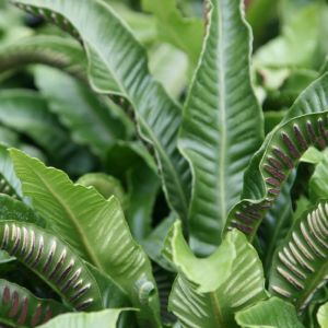 Asplenium Fern Plant