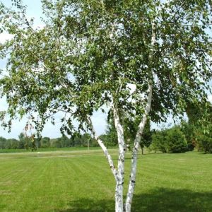 Birch Tree