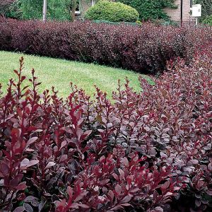 Berberis Plants