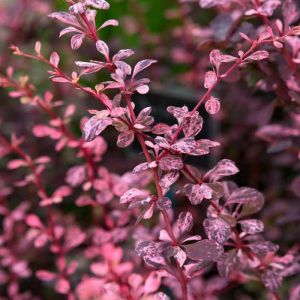 Berberis Plants