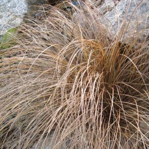 Carex Grass Plants