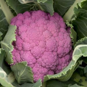 Cauliflower