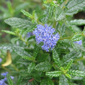 Ceanothus Plant