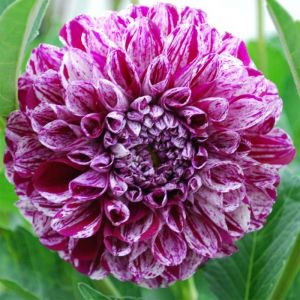 Dahlia Bulbs