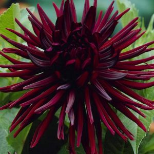 Dahlia Bulbs