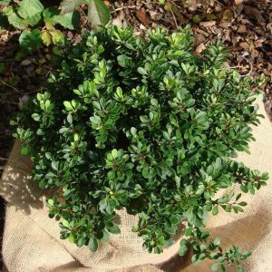 Berberis Buxifolia Plant