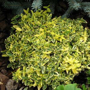 Euonymus Plant