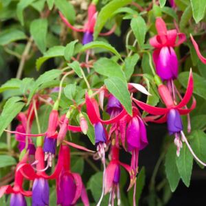 Fuchsia Plant