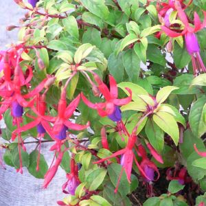 Fuchsia Plant