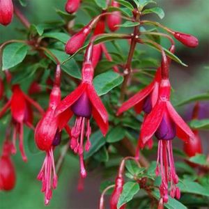 Fuchsia Plant