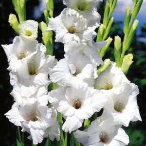 Gladioli Bulbs