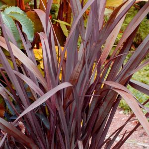 Phormium Plant