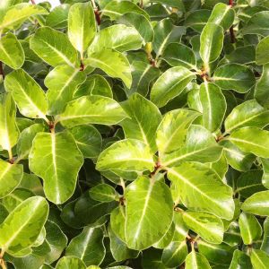 Pittosporum Plant