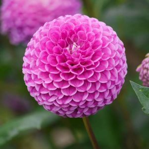 Dahlia Bulbs