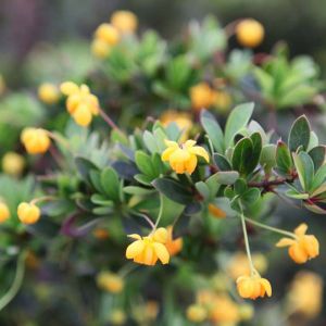 Berberis Buxifolia Plant