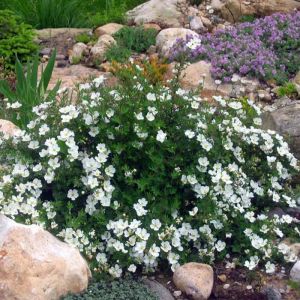 Potentilla Plants