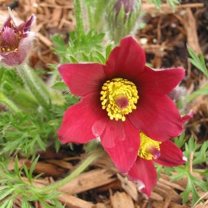 Pulsatilla Plant