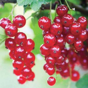 Redcurrant Canes