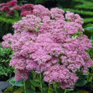 Sedum Plant