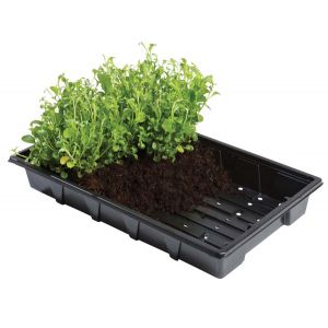 Seed Tray