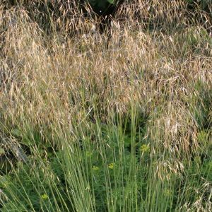 Stipa Plants